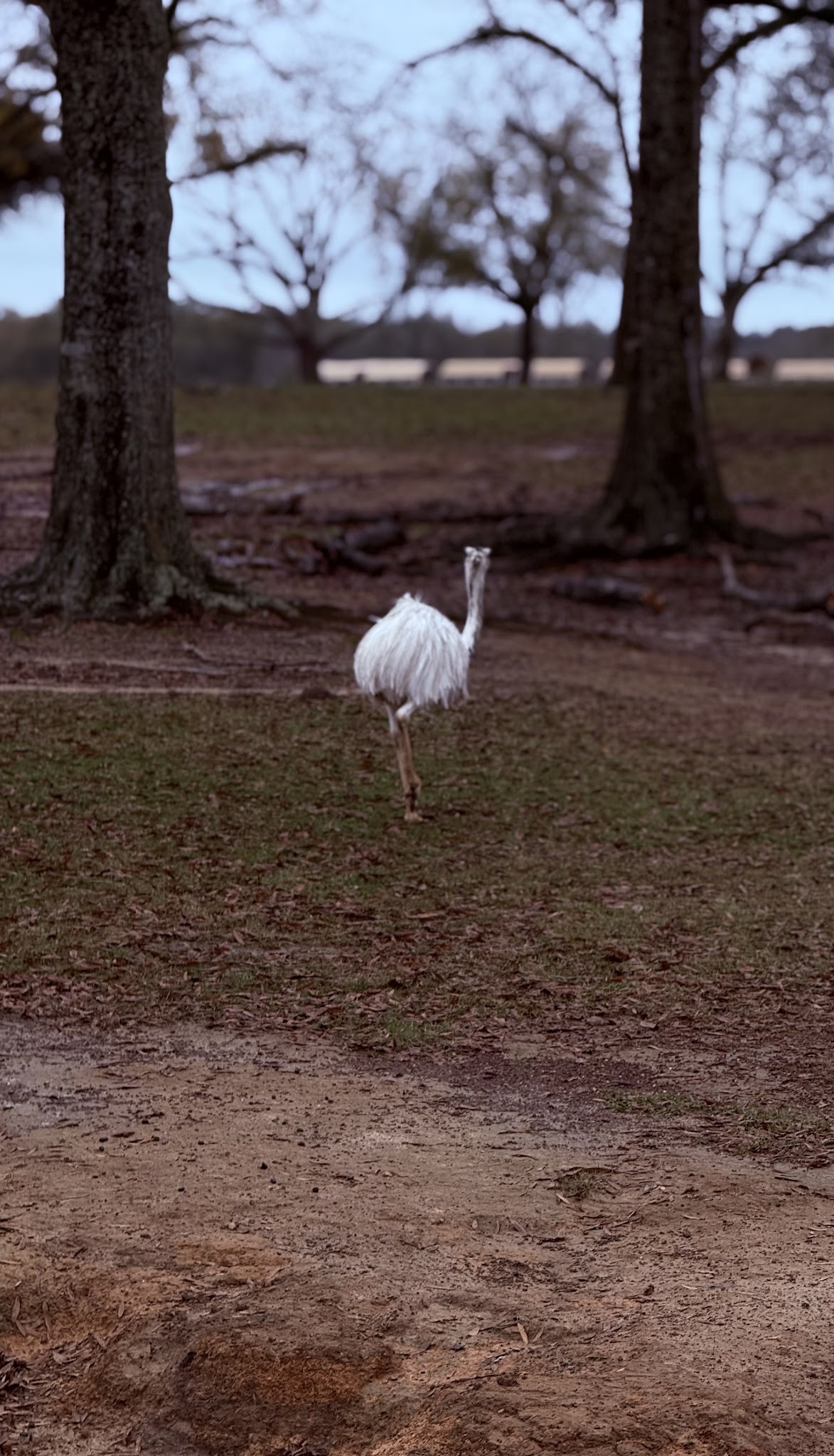 Rhea bird, Folsom, Louisiana