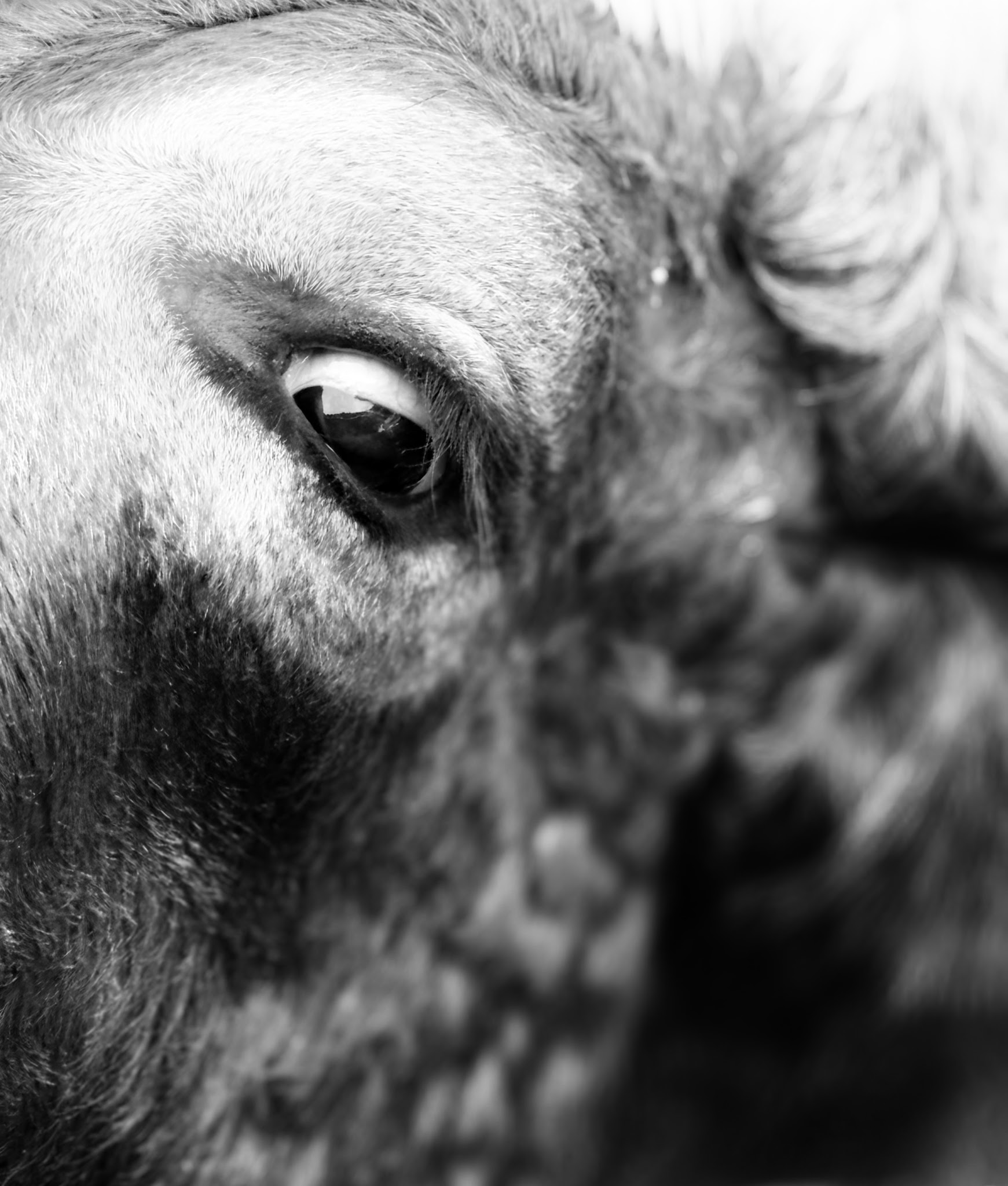 Close-up picture of Bison, Folsom, Louisiana